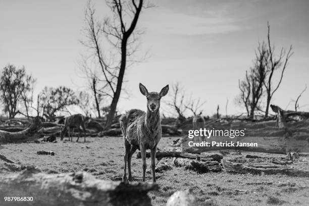 oostvaardersplassen - oostvaardersplassen stockfoto's en -beelden