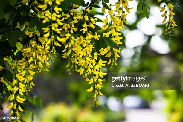 yellow acacia flowers - alvida stock pictures, royalty-free photos & images