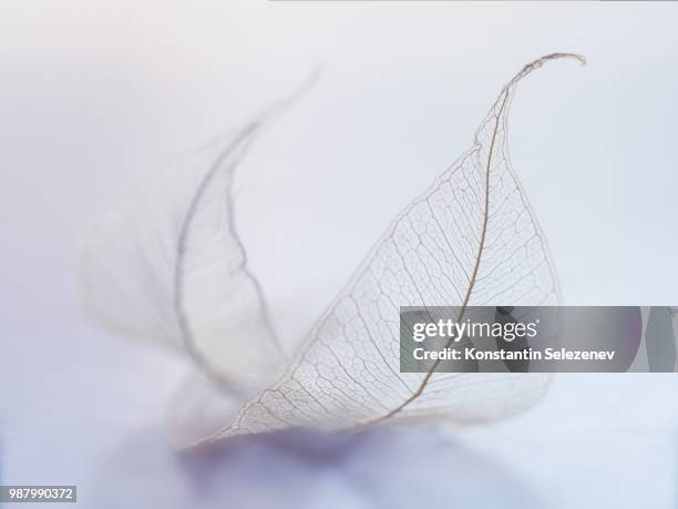 leaves-ghosts - vulnerable species stock photos et images de collection