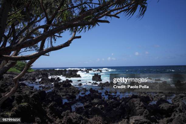 maui - polla fotografías e imágenes de stock