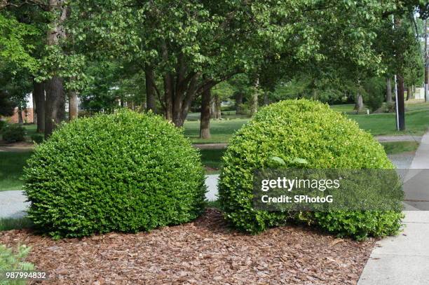 two bushes - bush photos et images de collection