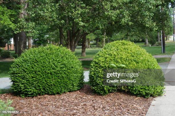 two bushes - buxus stockfoto's en -beelden