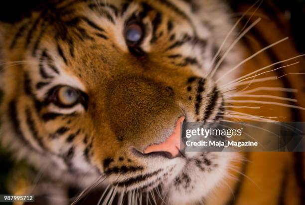 tiger - zoo magazine photos et images de collection