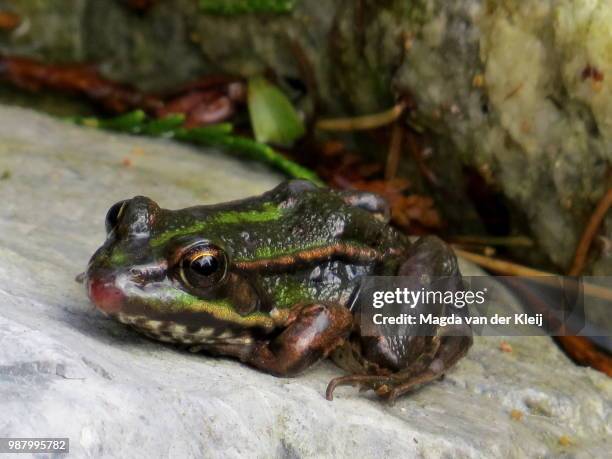 young frog by the pond - anura stock pictures, royalty-free photos & images