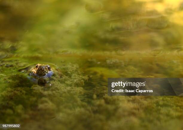 uuuuh!!! hello!! ;-) - water snake stock pictures, royalty-free photos & images