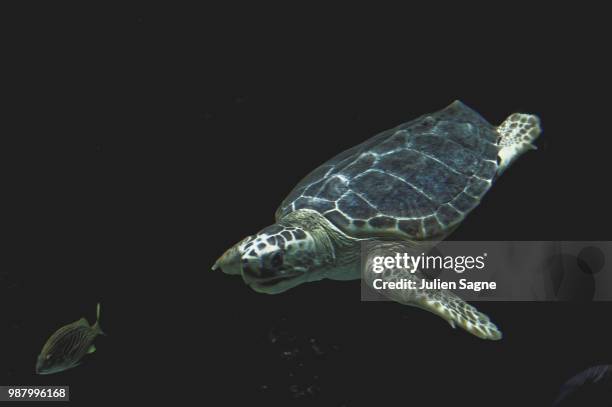 tortue marine - tortue - fotografias e filmes do acervo