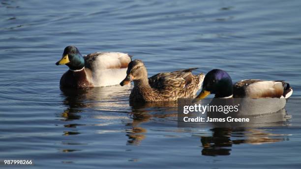 three amigos - james greene stock pictures, royalty-free photos & images