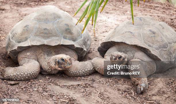 turtles' love - galapagos giant tortoise stock pictures, royalty-free photos & images