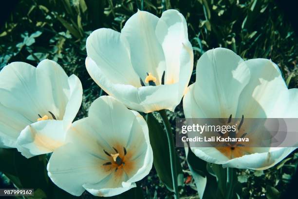 tulips - lali stockfoto's en -beelden