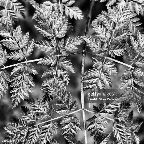 silver leaves - silver fern stock pictures, royalty-free photos & images