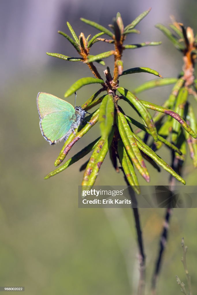 The Green Hairstreak, Callophrys rubi