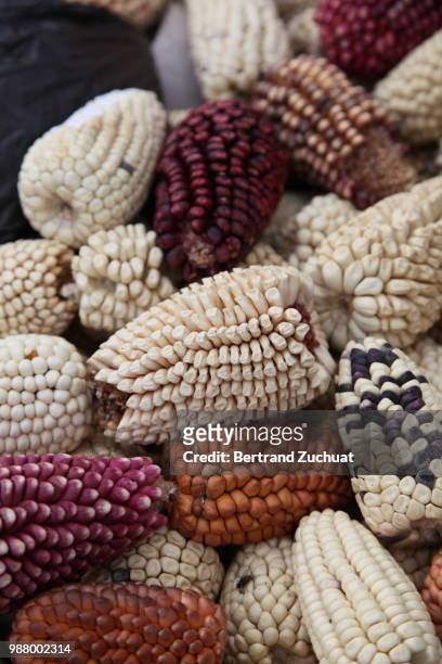 photo by: bertrand zuchuat - indian corn stock-fotos und bilder