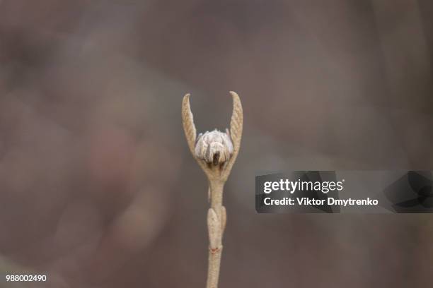 nature rocks! - uroplatus fimbriatus stock-fotos und bilder