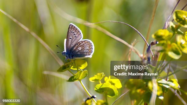 papillon - papillon stock pictures, royalty-free photos & images