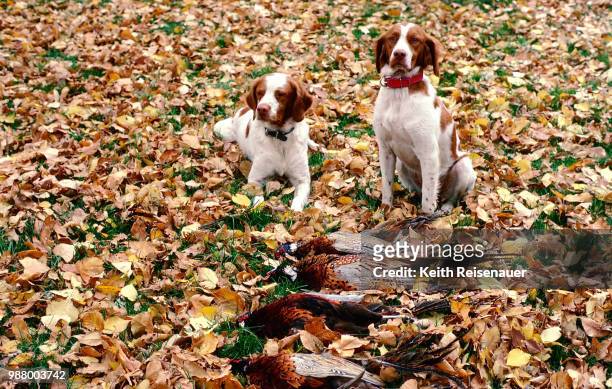 proud as can be - brittany spaniel stock pictures, royalty-free photos & images
