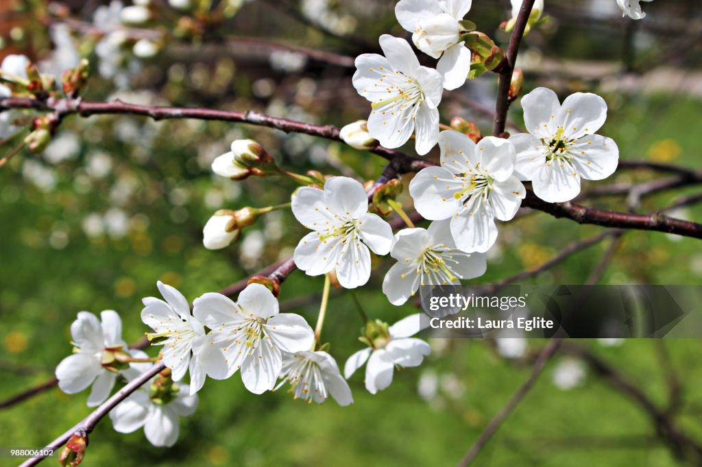 Tree blossom...