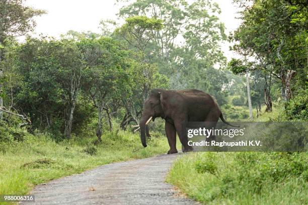 tusker with trunk rest!!! - tusker stock pictures, royalty-free photos & images