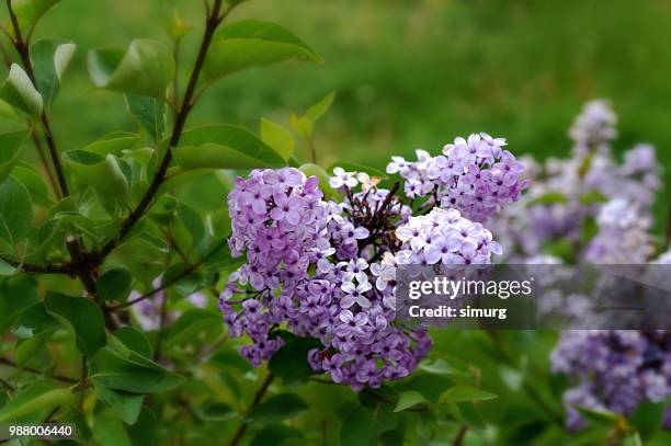 Laylek Color 120 Leylak Stock Photos, High-Res Pictures, and Images - Getty Images