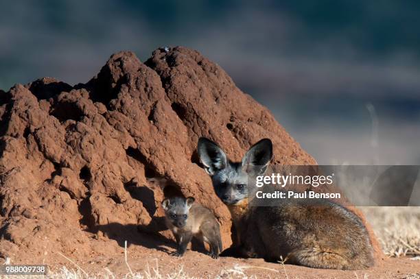 bat eared fox with cub - bat eared fox stock pictures, royalty-free photos & images