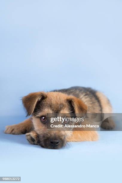 homeless puppy - border terrier fotografías e imágenes de stock