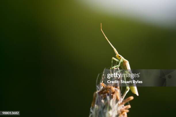 aloft - lacewing stock pictures, royalty-free photos & images