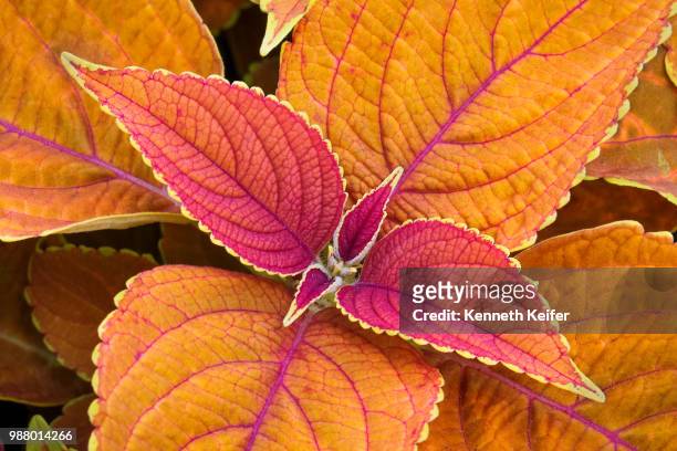colorful coleus - coleus stock pictures, royalty-free photos & images