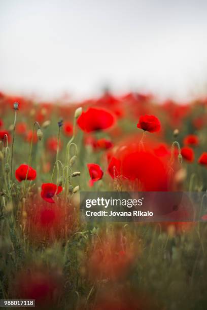 poppy field - jovanat stock pictures, royalty-free photos & images