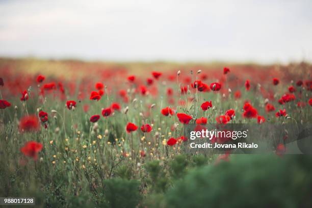 poppies - jovanat stock pictures, royalty-free photos & images