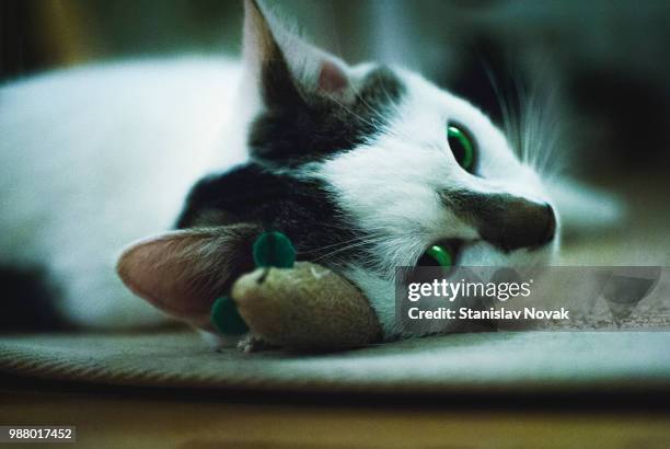 sleep on it - black and white cat stock pictures, royalty-free photos & images