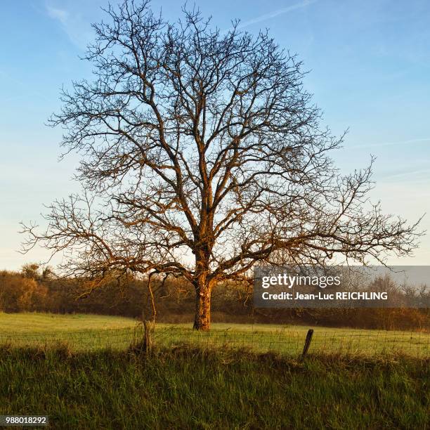 arbre printemps - printemps stock-fotos und bilder