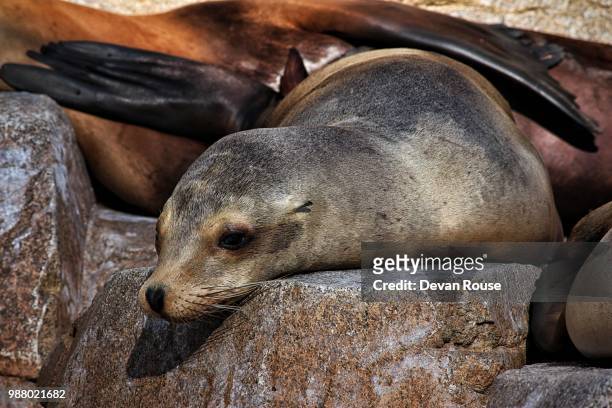 a resting sea lion at the bronx zoo in new york city. - bronx zoo foto e immagini stock