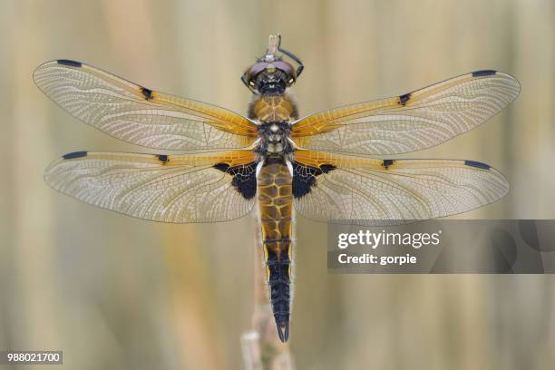 a four-spotted chaser. - libellulidae stock pictures, royalty-free photos & images