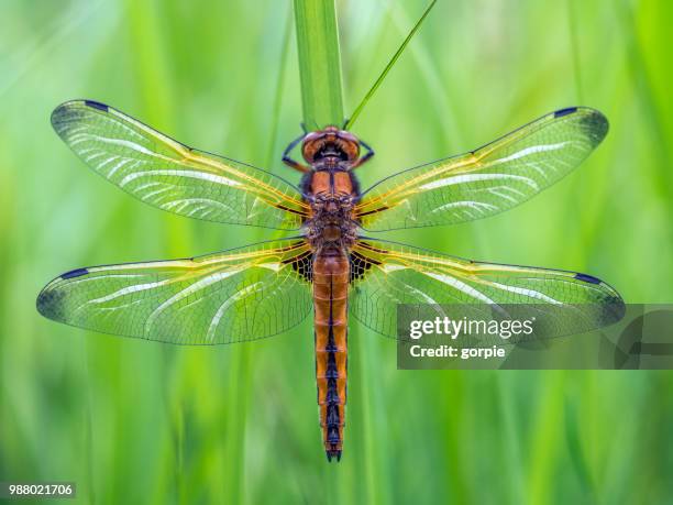 a scarce chaser. - libellulidae stock pictures, royalty-free photos & images
