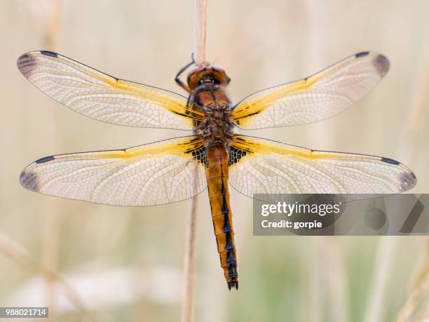 scarce chaser (libellula fulva) - libellulidae stock pictures, royalty-free photos & images
