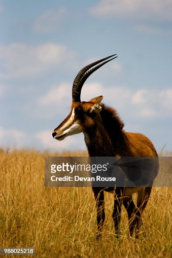 373 Sable Antelope Stock Photos, High-Res Pictures, and Images - Getty  Images