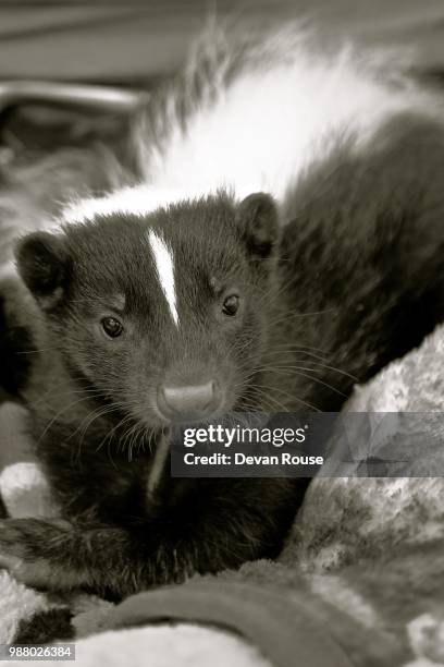 baby skunk b&w - allesfresser stock-fotos und bilder