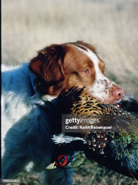 a true hunter - brittany spaniel stock pictures, royalty-free photos & images