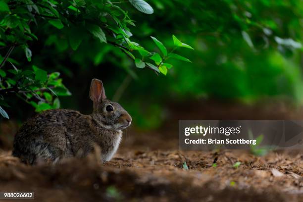 it is the rabbit - cottontail stock pictures, royalty-free photos & images