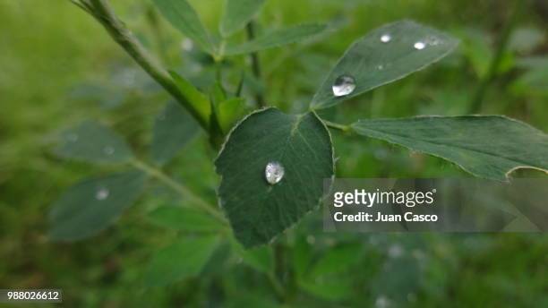 the drops and the leaves - casco stockfoto's en -beelden