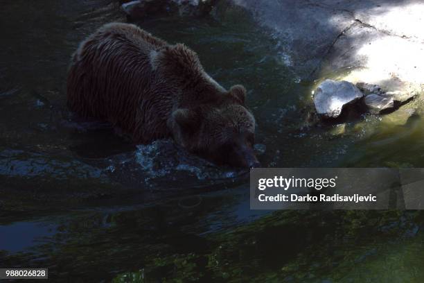 brown bear in water - water bear stock pictures, royalty-free photos & images