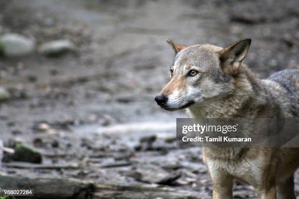 i'm wolf not dog - east asia stock pictures, royalty-free photos & images