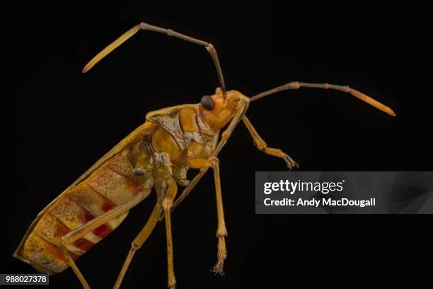 mirid bug - succhiare il sangue foto e immagini stock