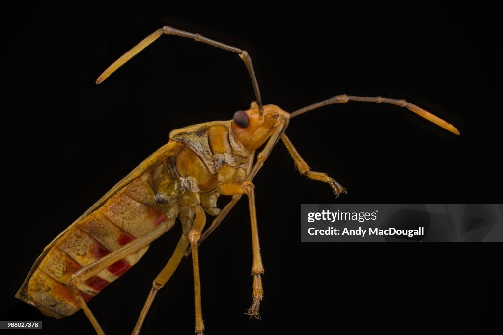 Mirag Insect Mirid Bug High-Res Stock Photo - Getty Images