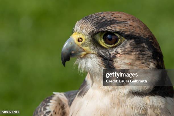 lanner falcon - lanner falcon stock pictures, royalty-free photos & images