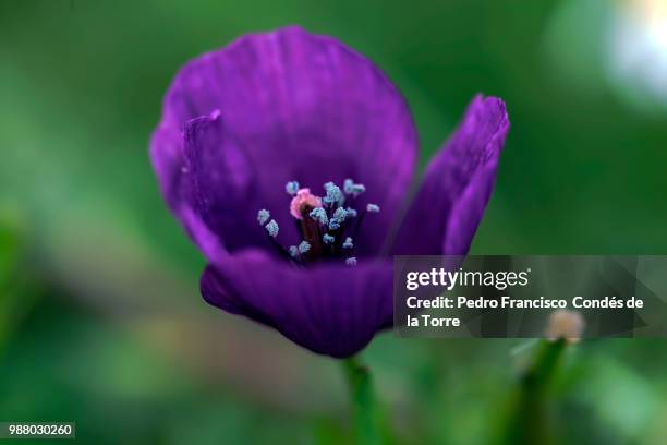 roemeria hybrida- amapola morada- purple poppy - morada stock pictures, royalty-free photos & images