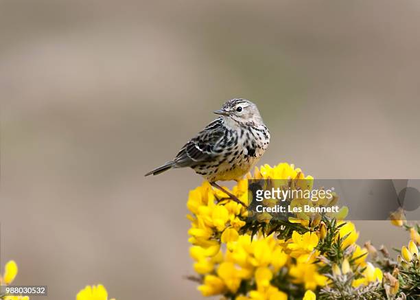 skylark - wren stock pictures, royalty-free photos & images