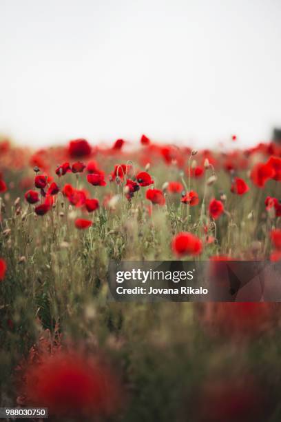 poppy field - jovanat stock pictures, royalty-free photos & images