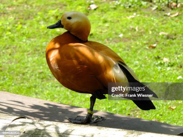 rostgans - ruddy shelduck stock pictures, royalty-free photos & images