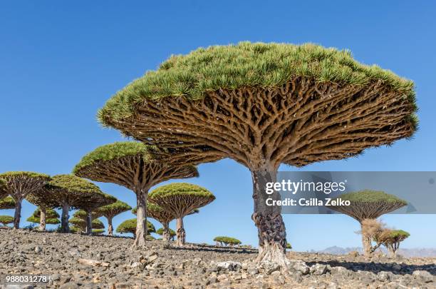 dragonblood trees - dracaena stockfoto's en -beelden