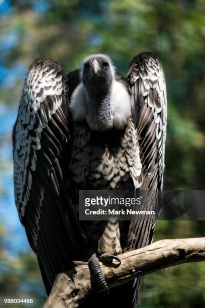 ruppell's griffon vulture - ruppells griffon vulture stockfoto's en -beelden